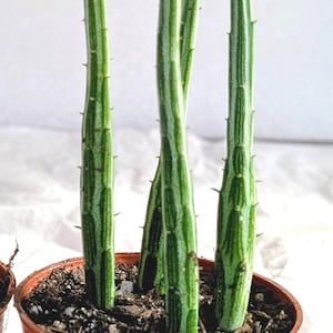May include: A small orange plastic pot containing three tall, slender, cylindrical succulent stems. The stems are light green with dark green vertical stripes and small, sparse thorns along their length, growing upright from dark potting soil.