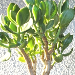 May include: Close-up of a jade plant with thick, rounded, bright green leaves. The plant's stems are a light brown color. The leaves are glossy and reflect the sunlight. The plant is a succulent, a popular houseplant.