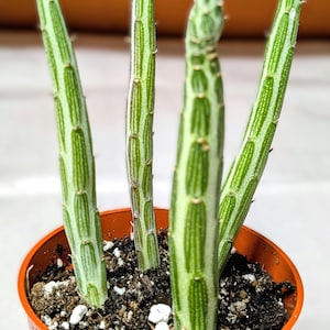 Rare Pickle Plant Succulent: Easy-Care Houseplant in 3" Pot