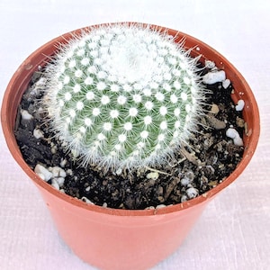 May include: A small, round cactus with white spines and a fuzzy top, planted in a terracotta-colored plastic pot. The cactus has a green body with white dots. The soil is dark brown with small white pebbles.