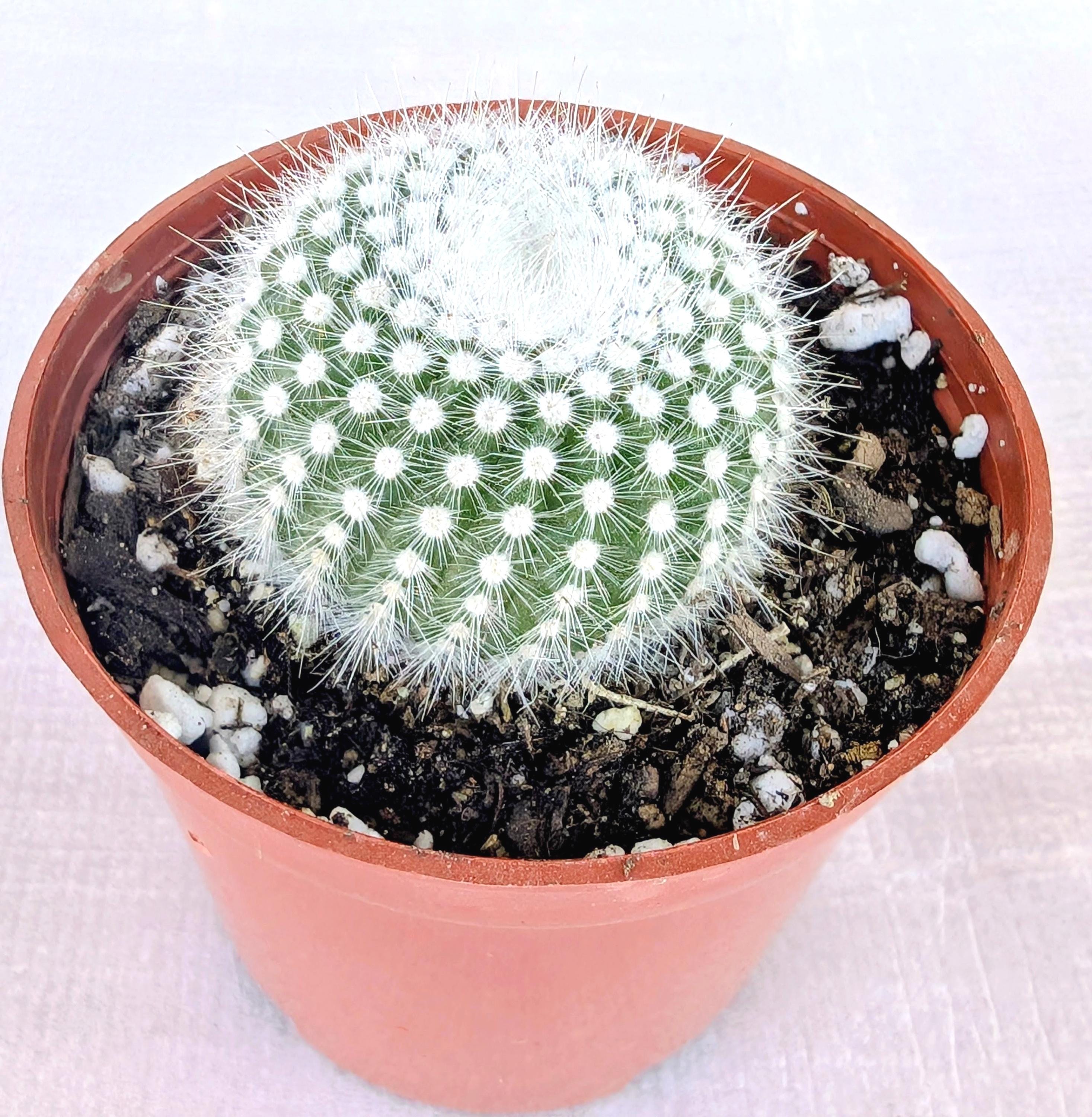 Cactus Plant Ball - Etsy