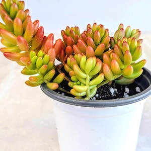 May include: A potted succulent plant with plump, oblong leaves in shades of green, yellow, and red. The plant is in a white plastic pot with a gray rim, set against a white background. The succulent's leaves have a smooth texture.