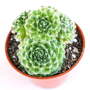 Sempervivum Succulent – Arctic White Hens and Chicks | Outdoor Cold Hardy Plant, 3" Pot