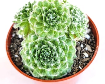 Sempervivum 'dea' | Color Changing Hens and Chicks Succulent - Etsy