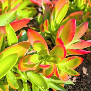 Large Crassula capitella ‘Campfire’ Live Succulent | Fiery Red & Green Colors