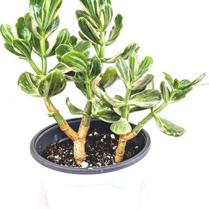 May include: A potted Jade plant with green and white variegated leaves. The plant has thick, brown stems and is planted in dark soil inside a black plastic pot. The pot is set inside a white container.