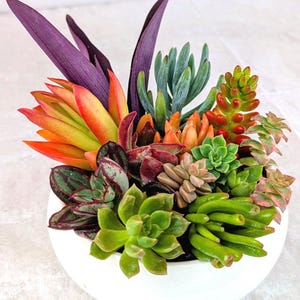 May include: A vibrant arrangement of succulents in a white ceramic bowl. The succulents display a variety of colors, including green, orange, red, and purple. The arrangement is a mix of textures and shapes, creating a visually appealing display.