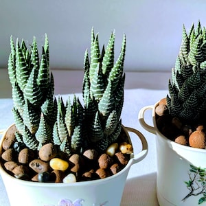 Live Haworthia Succulent Plant Duo - 4&quot; Pot