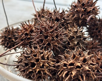 Sweetgum Tree seed pods, spiky craft rustic craft supplies- Decoration- Burrs, Spike Balls, Sticker Balls, Terrarium, Vivarium, Isopod Hides