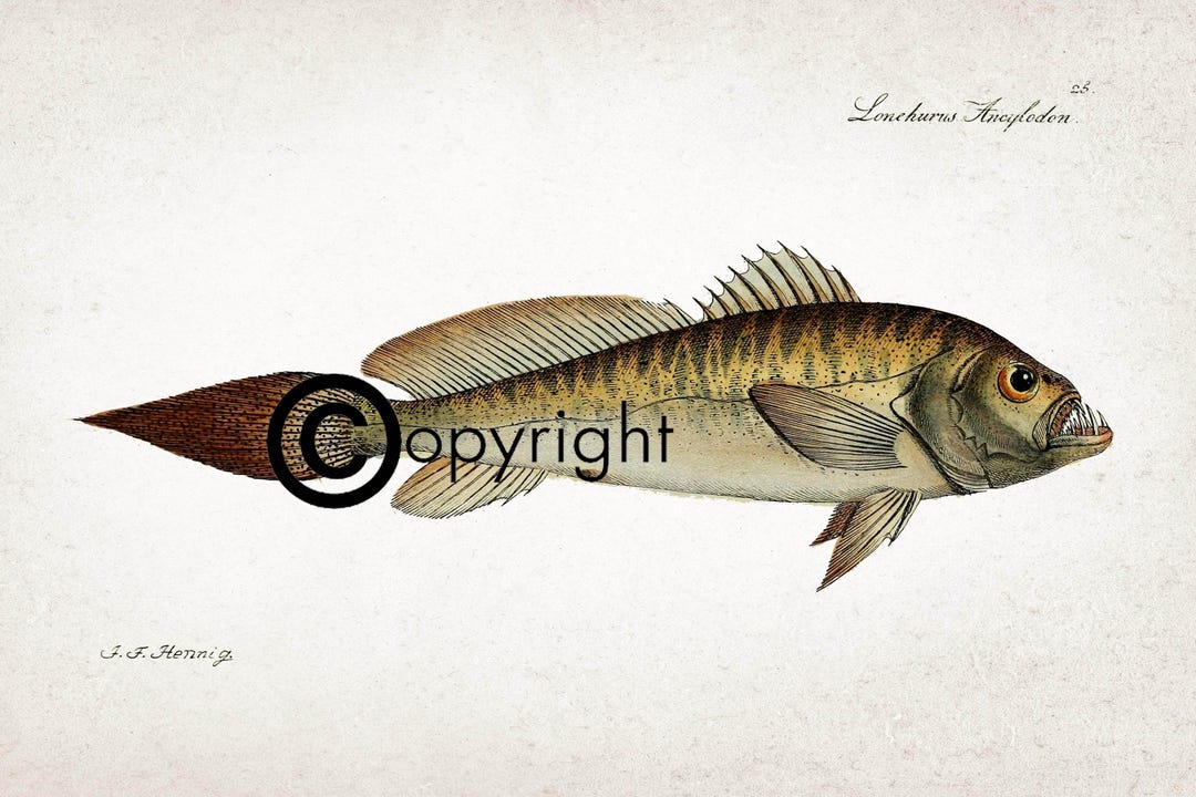 Illustration of a Fish, Vintage From 1801 - Etsy Canada