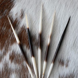 May include: Five porcupine quills arranged in a fan shape. Each quill features a sharp, pointed tip and a distinct color gradient, transitioning from a creamy white base to a dark brown or black midsection, ending in a light, tapered point.
