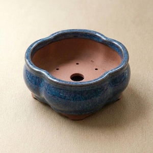 May include: A small, blue ceramic bonsai pot with a distinctive, scalloped edge. The pot has a glazed, dark blue exterior and a natural, reddish-brown interior. It features drainage holes and a footed base, suitable for miniature plants.