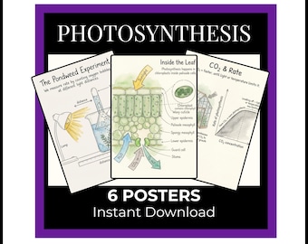 Photosynthesis Classroom Display | GCSE Biology Revision Posters | KS4 Science Wall Art | Printable