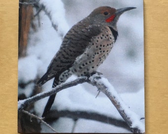 Big Bear Northern Flicker in Snow, printed magnetic bookmark, 2-sided, Book Wing