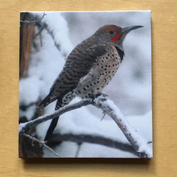 Big Bear Northern Flicker in Snow, printed magnetic bookmark, 2-sided, Book Wing