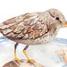 see more listings in the Beach Bird Prints section