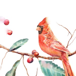 May include: A watercolor painting of a red cardinal perched on a branch with green leaves and red berries. The bird is facing left and has a long tail.
