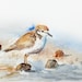 see more listings in the Beach Bird Prints section