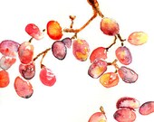 Kitchen watercolor, grapes print, red, grapes painting, purple, Autumn Kitchen Art, kitchen decor, yellow, kitchen painting, plum