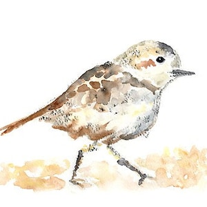 May include: Watercolour painting of a small brown and white bird with a long tail and short legs. The bird is perched on a light brown surface.