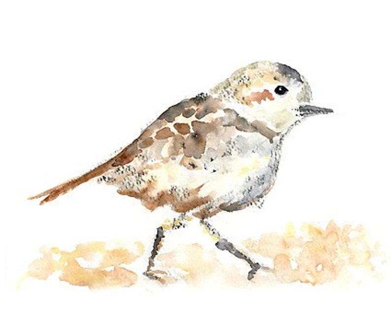 May include: Watercolour painting of a small brown and white bird with a long tail and short legs. The bird is perched on a light brown surface.