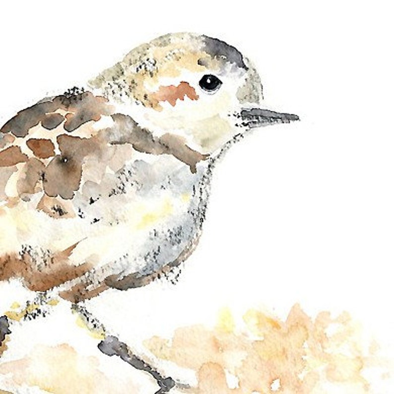 May include: Watercolour painting of a small brown and white bird with a long beak. The bird is perched on a branch with a blurred background.