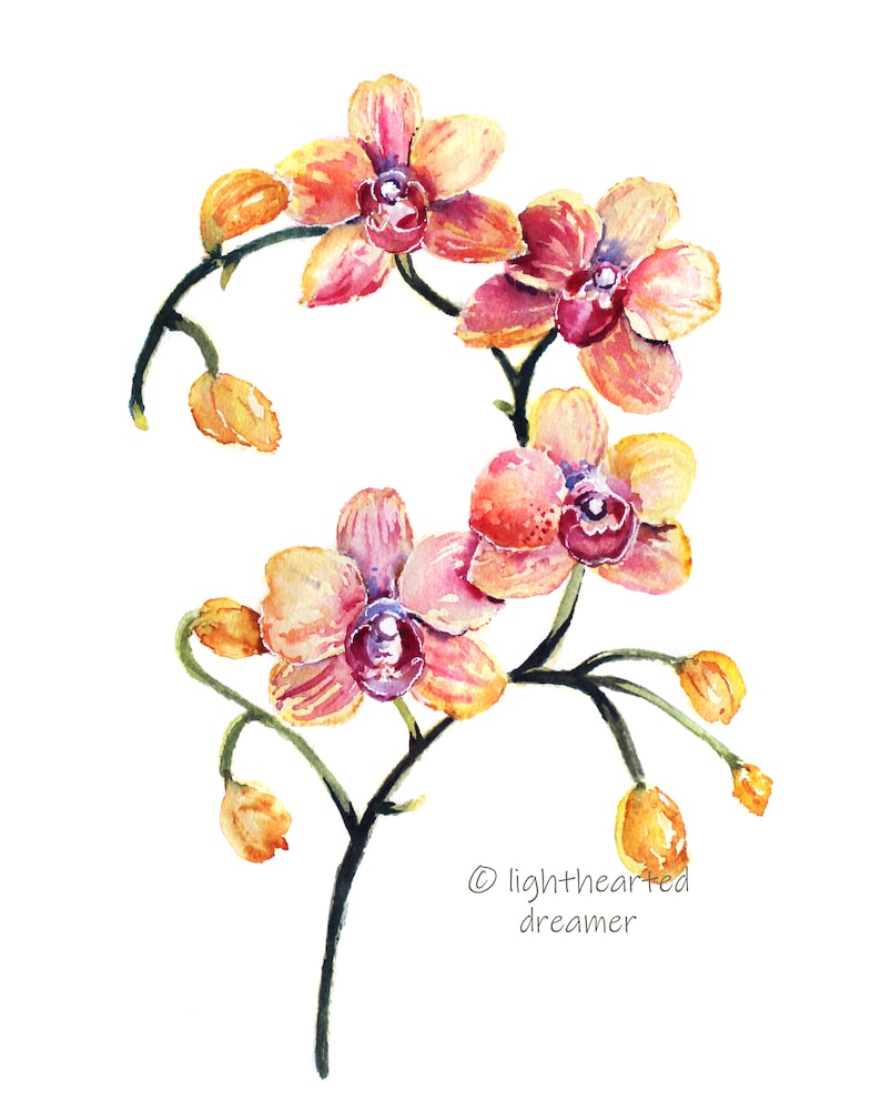 May include: Watercolor painting of a branch of pink and yellow orchids with green stems and leaves. The flowers are in various stages of bloom, with some buds still closed. The painting is signed "lighthearted dreamer" in the bottom right corner.
