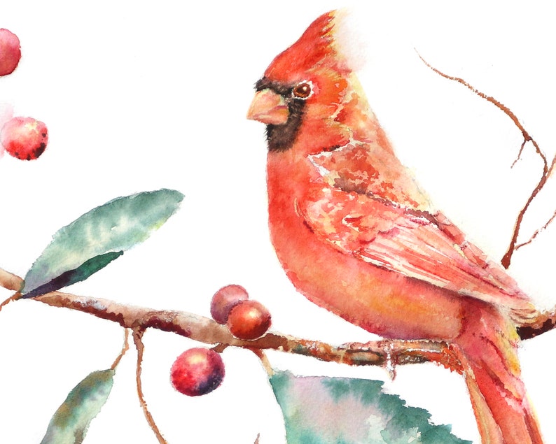 May include: A watercolor painting of a red cardinal perched on a branch with red berries. The bird is facing to the left and has a bright red body with a black beak and eye. The background is white.