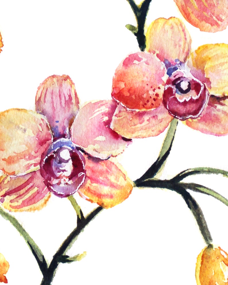 May include: Watercolor painting of pink and yellow orchids with green stems and leaves on a white background.