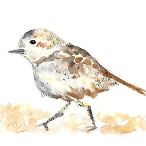 May include: Watercolour painting of a small brown and white bird with a long tail, standing on a light brown surface.