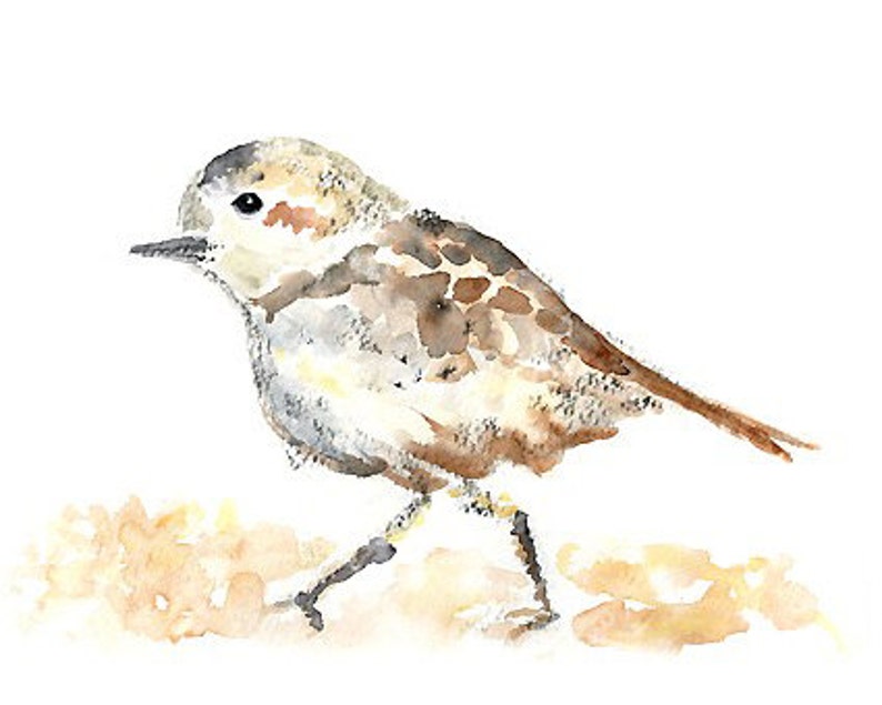 May include: Watercolour painting of a small brown and white bird with a long tail, standing on a light brown surface.