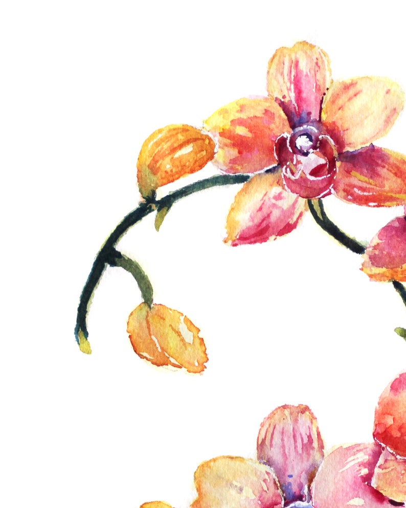 May include: Watercolor painting of pink and yellow orchid flowers with green stems and buds.