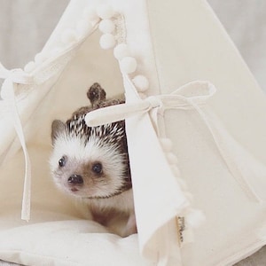 May include: A small hedgehog with brown and white fur is peeking out of a white teepee tent with white pom-poms.