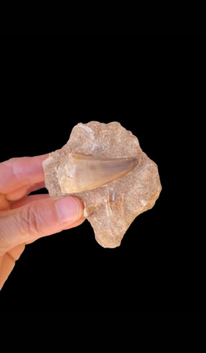 Authentic Dinosaur Fossil Teeth Collection – Mixed Sizes and Species – Natural Prehistoric Fossils from Morocco"