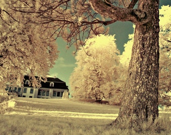 Infrared Sunset - Art - Photography - Pinetree - Park - Scenery - Estate- Nature - Oslo, Norway