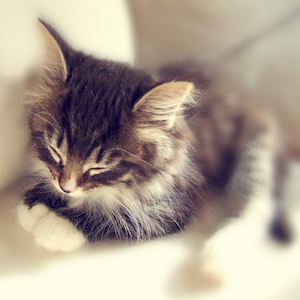 May include: A close-up of a brown and white tabby kitten sleeping with its eyes closed. The kitten is curled up in a soft, white blanket.