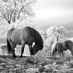 May include: Two horses graze in a field, with a backdrop of trees and a cloudy sky. The horses are brown and white, and the trees are bare and white.