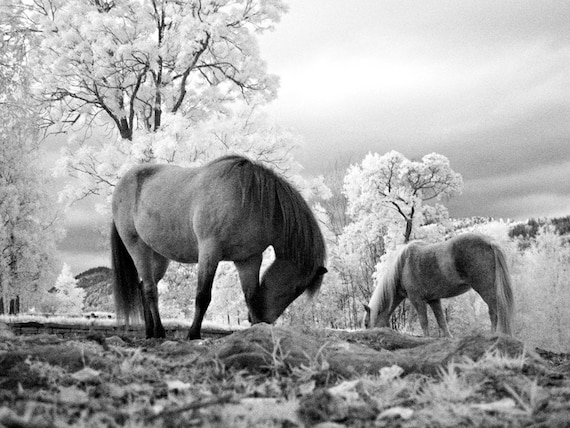IR Horse on Black Backer Earrings IR Horse on Black Backer Earrings