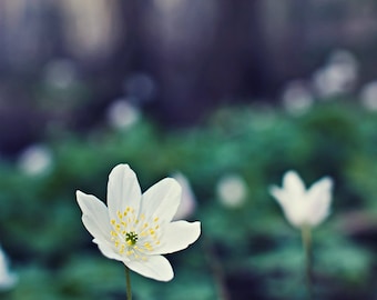 Magical Forest - Wood Anemones in Spring - Art Photograph - Beautiful Flowers - Anemone nemorosa - Forest - Nature - Norway