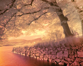 The Tree by The Lake - Infrared - Art Photograph - Branches - Water - Leaves - Stonewall - Sunset - Norway