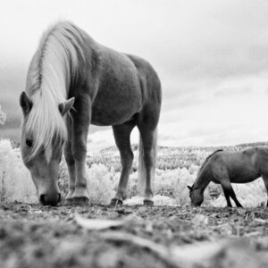 May include: Two horses grazing in a field. The horse in the foreground is white with a long mane and is looking down at the ground. The horse in the background is brown and is also looking down at the ground.