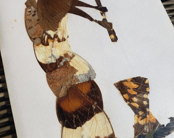 Vintage Africa butterfly wing art