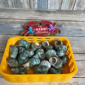 May include: A yellow plastic basket filled with various sea shells. The shells are primarily teal and white, with some showing a pearlescent sheen. A wooden crab sign with the text "No Crabby Attitudes" is in the background.