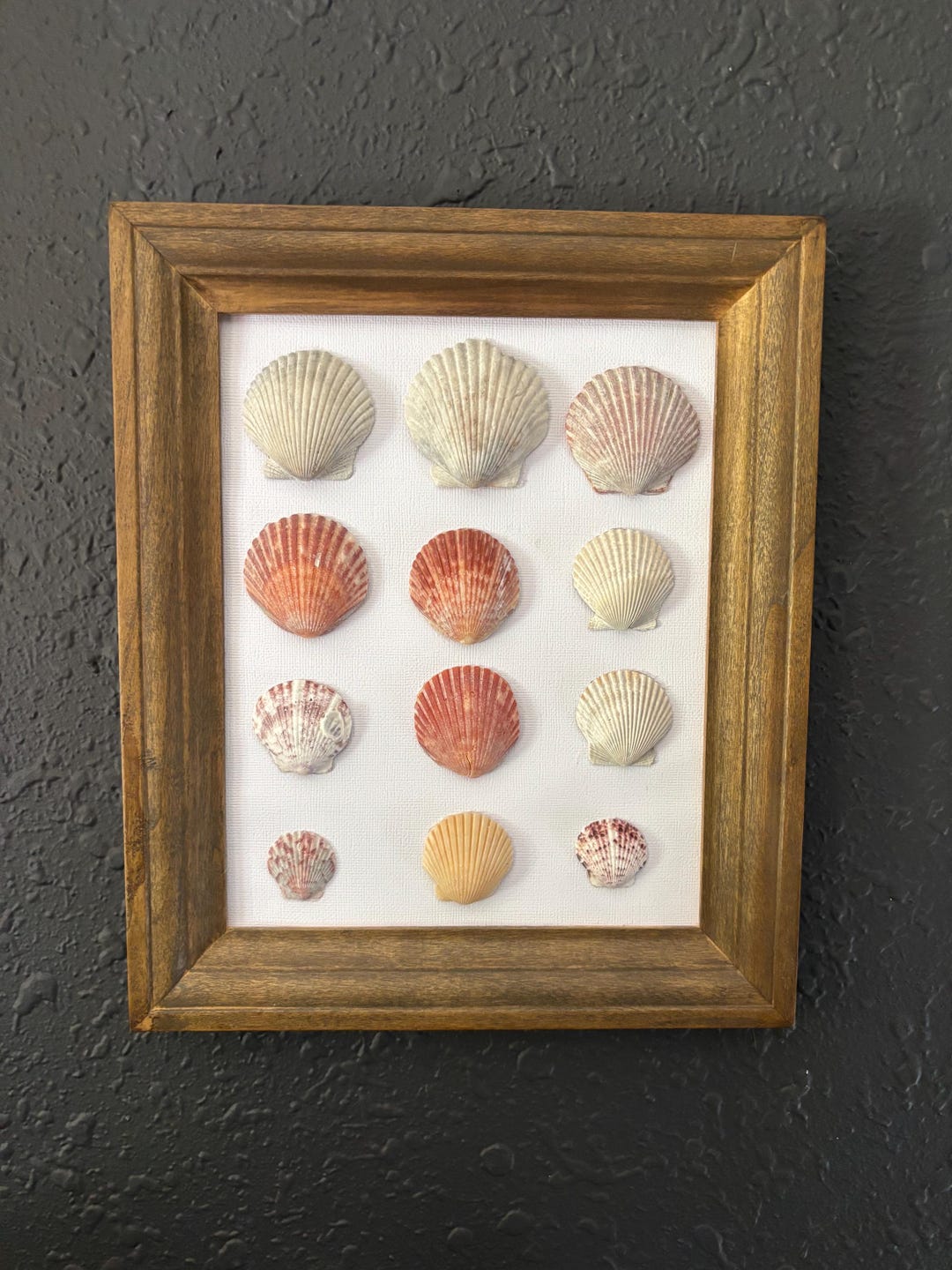 Framed Shell Collection Coastal Seashell Wall Art – Framed Natural Shell Collection, Beach ...