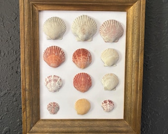 May include: A wooden-framed display of seashells. The frame encloses a white backdrop with twelve seashells in a grid. The shells vary in size and colour, including cream, peach, and red. The frame is made of wood.