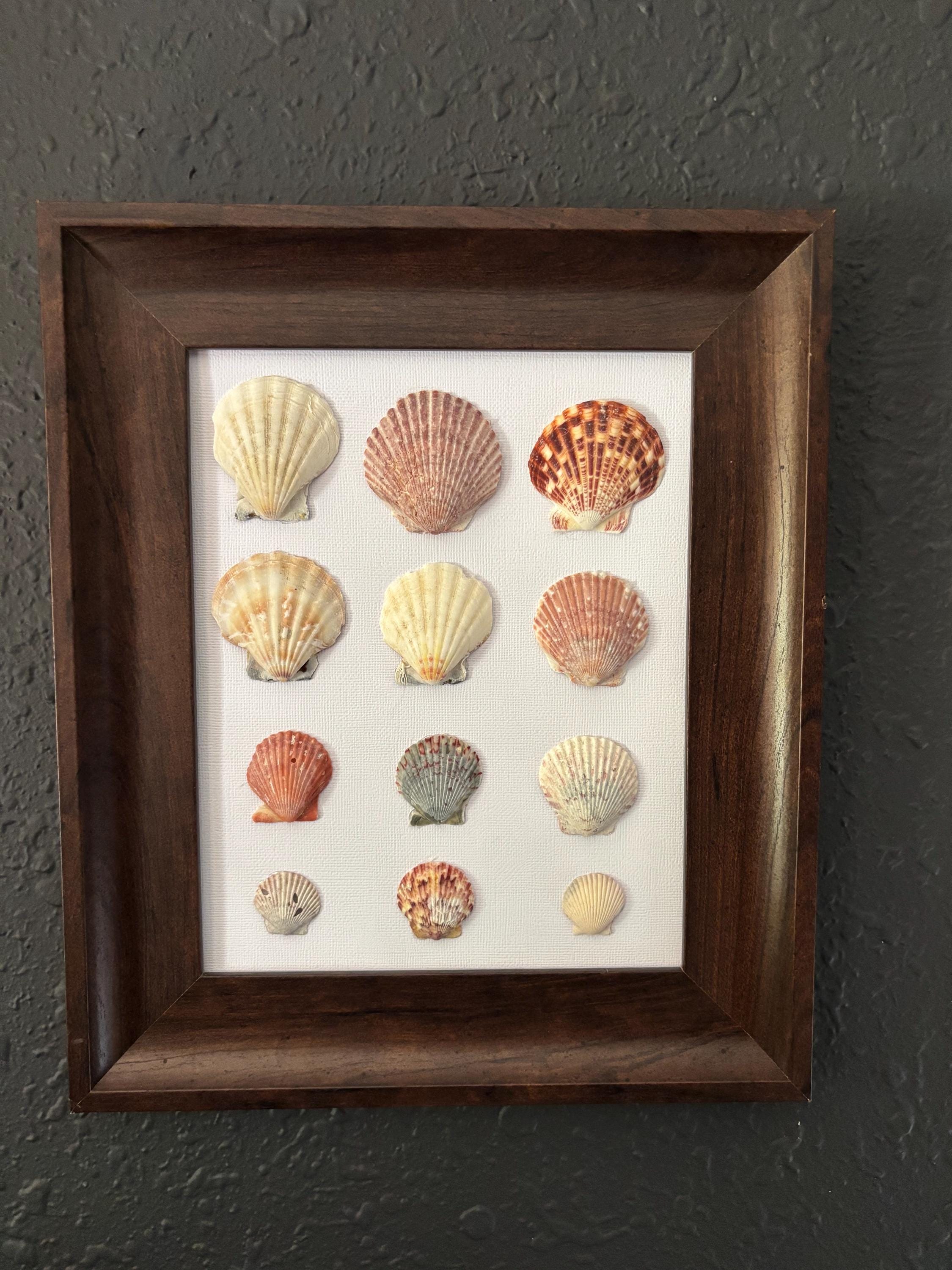 Coastal Seashell Wall Art – Framed Natural Shell Collection, Beach ...