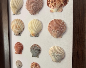 May include: A framed collection of seashells in a range of colours, including white, beige, orange, and brown. The shells are mounted on a white backdrop within a dark brown wooden frame, evoking a seaside aesthetic.