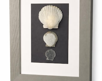 Coastal Seashell Wall Art – Framed Natural Shell Collection, Beach House Decor