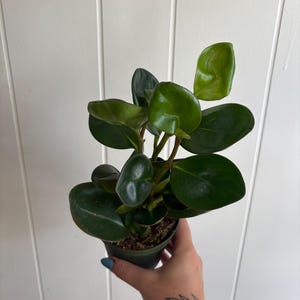 Peperomia Red Edge – 4” Pot – Exact Plant Shown – Rare Peperomia – Colorful Indoor Plant – Easy Care Houseplant – Bright Indirect Light