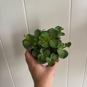 Peperomia Hope de 10 cm (4") – Planta idéntica a la mostrada / Follaje rastrero similar a una suculenta / Planta de interior de bajo mantenimiento / Fácil cuidado